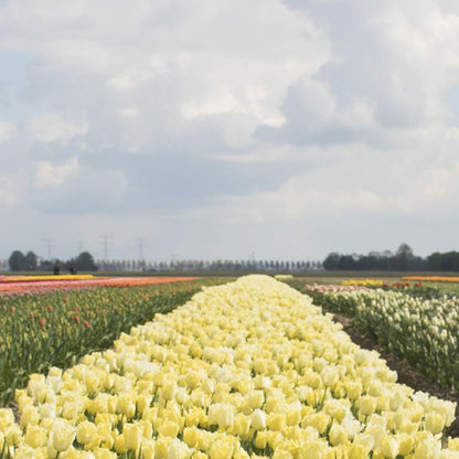7 Fakten über Tulpen, die Dich in Frühlingsstimmung bringen