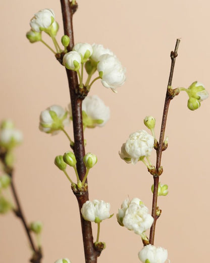 bloomon Winterblumen-Guide: Leuchtend wild!
