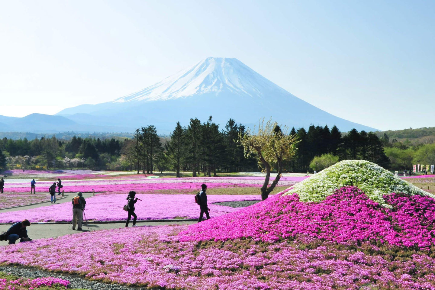 Die 5 schönsten Blumenfelder auf der ganzen Welt
