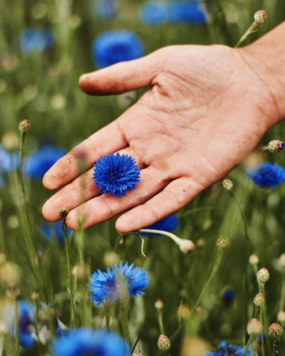 Tipps, wie Du Deine Blumen nachhaltiger nutzen kannst