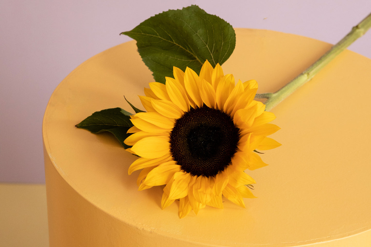 Erfahre mehr über die Sonnenblume: 3 Tipps