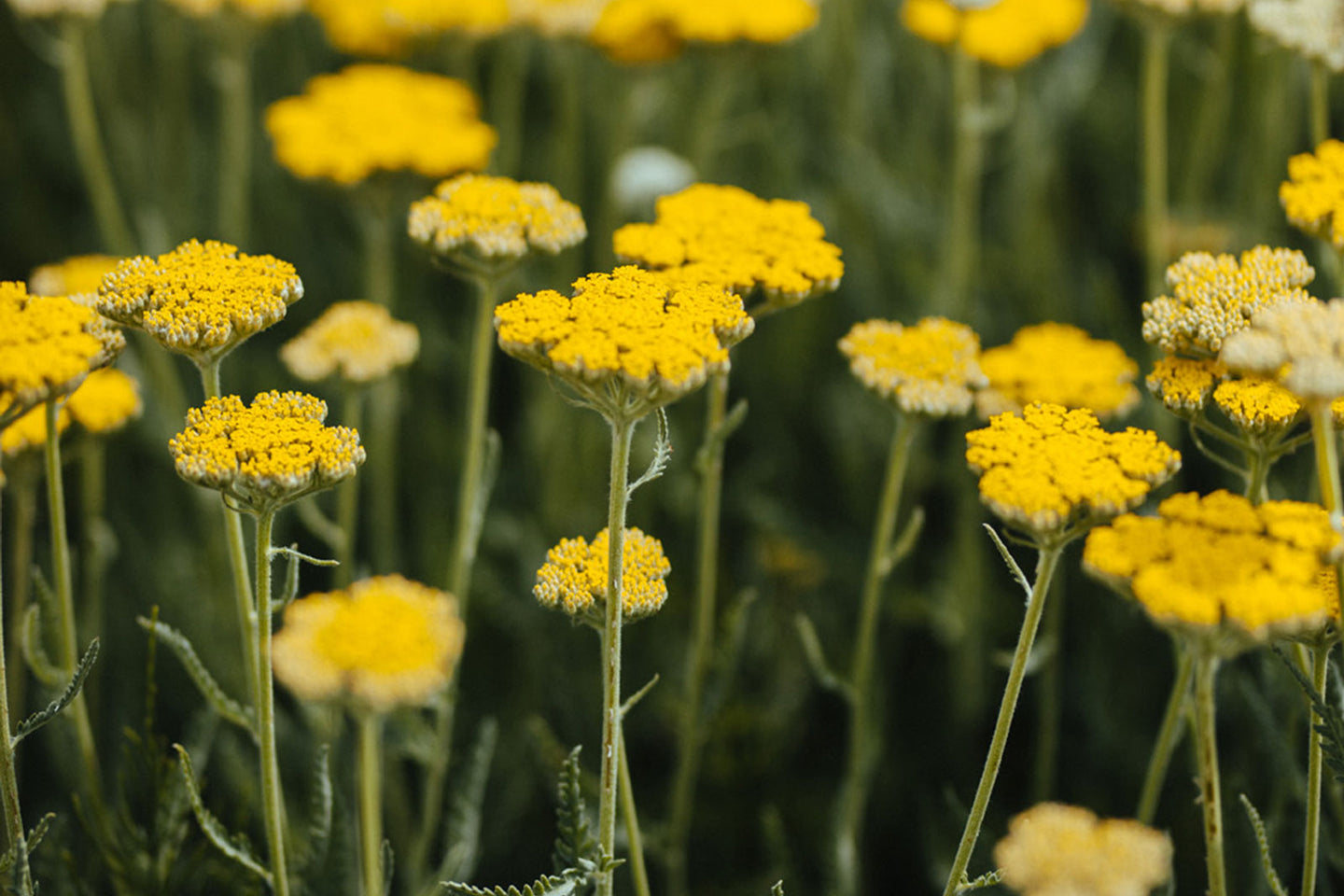Alles, was Du über Bio-Blumen wissen solltest
