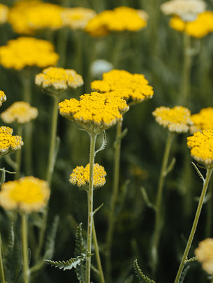 Alles, was Du über Bio-Blumen wissen solltest