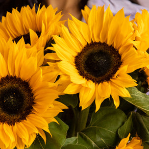 Die schönsten Sonnenblumen-Wallpaper für Dein Smartphone