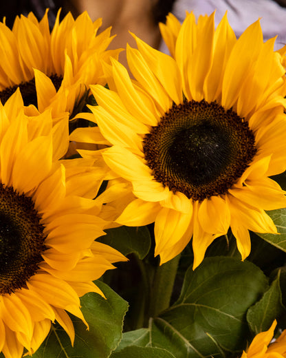 Die schönsten Sonnenblumen-Wallpaper für Dein Smartphone