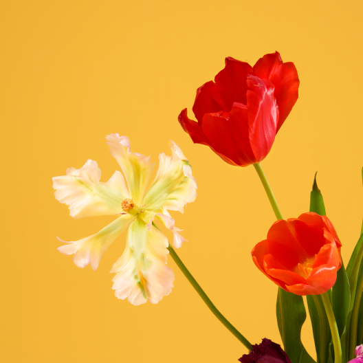 Zwei rote Tulpen vor einem gelben Hintergrund